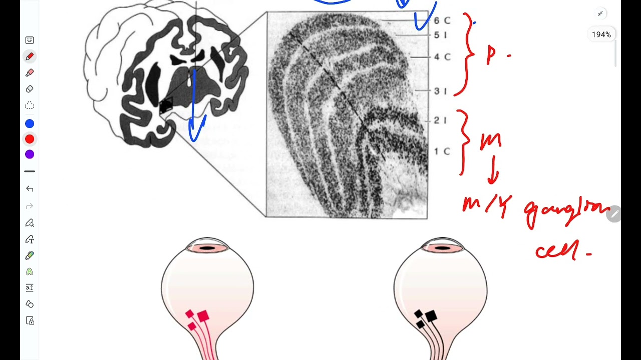 Neuro series: Cerebral hemisphere 5a || Visual perception at cortical level