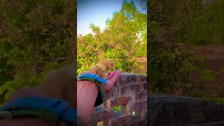 #viralvideo #rooster  aseel murga aseel cheks aseeel lover