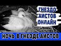 ВЕЧЕРНЕЕ ВИДЕО ИЗ ГНЕЗДА АИСТОВ.ЖДЕМ ПЯТОГО ПТЕНЧИКА 21-22 МАЯ  2021 с 22-10