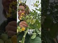 First Tomato Of 2025 ЁЯНЕЁЯТЫ First Tomato Of 2025 ЁЯНЕЁЯТЫ
