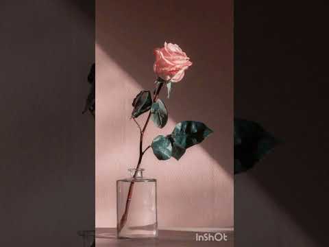 حبيبي محمد لكم اشتاق رؤياك ᴗ