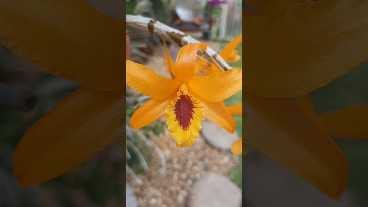 Dendrobium Chanthaboon Sunrise - YouTube
