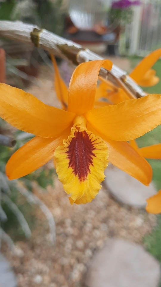 花 chanboo Dendrobium Chanthaboon Sunrise - YouTube