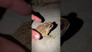 Catching TOAD for funny Froggy jump fun for laugh Wild People On Food ft Funny frogs #viral#shorts