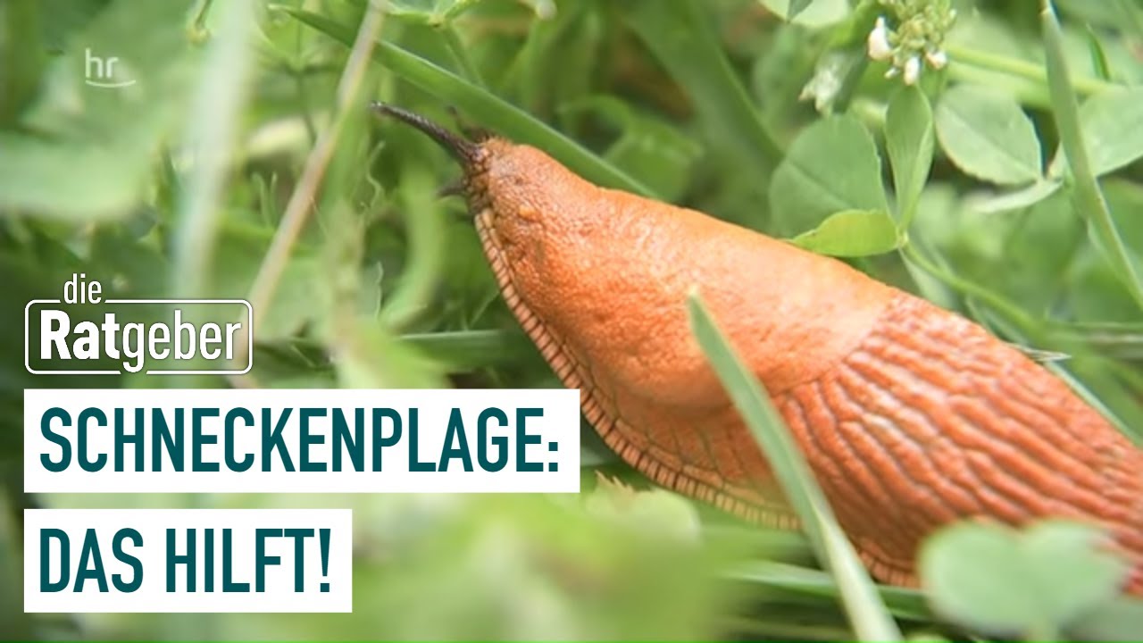 Was tun gegen die Schneckenplage im Garten? Die Ratgeber YouTube