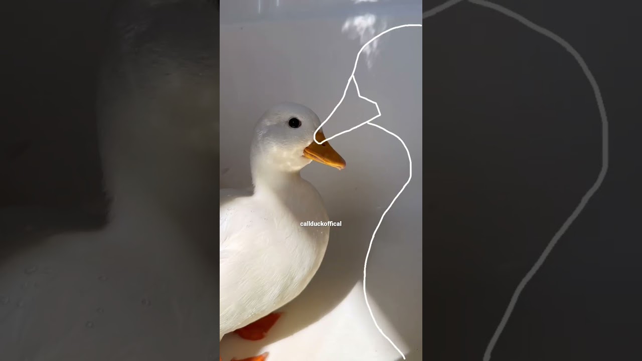 Outline trend with peanut, pita, and biscuit.