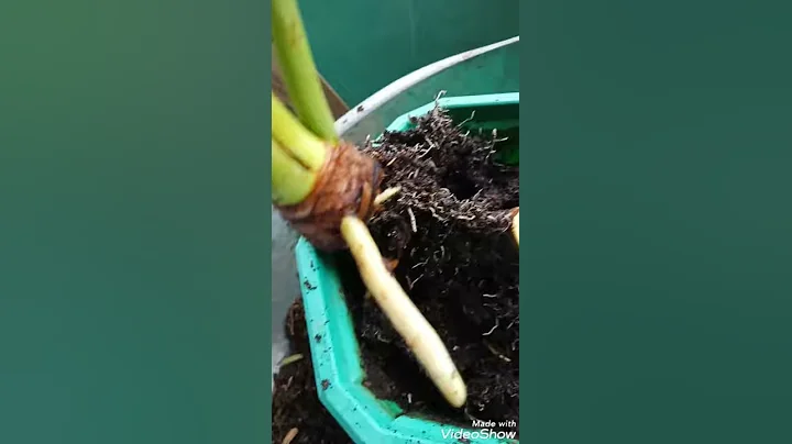 Selloum plant propagation - part 1 - 天天要聞