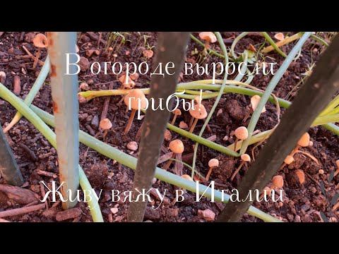 18.06.2025 Среда! В огороде выросли грибы!