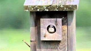 Tree Swallow Chick in Nestbox - Jun 27 2010