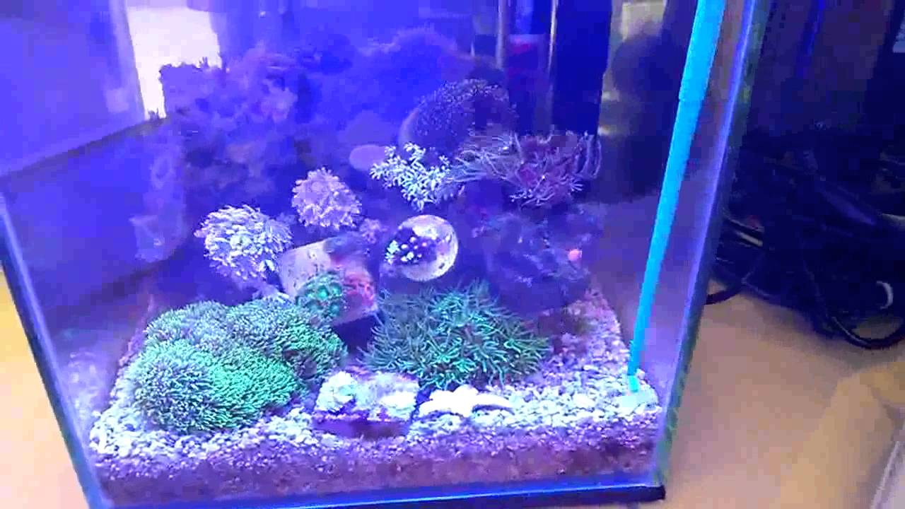 2gal pico reef aquarium