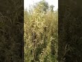 Gaja Ki Kheti New Short Vedio 