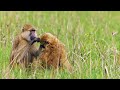 Social Dynamics and Mating Strategies in Kinders