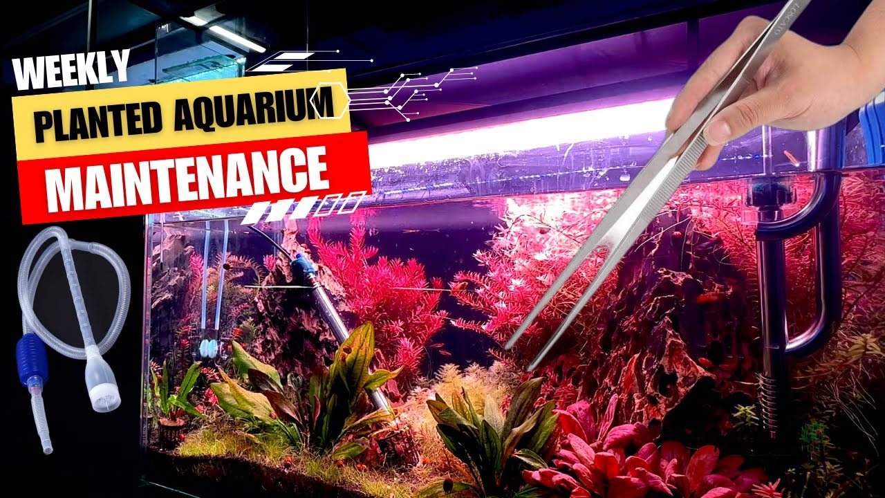 How to Clean & Maintain Planted Aquarium | Weekly Water Change ...