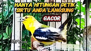 SIRTU GACOR FULL EMOSI AMPUH MEMBAKAR EMOSI SEMUA LAWAN @srfchannel3881 