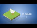 Lutter contre les nuisibles en levage de canards