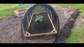 Giant Pumpkin Patch for our 3rd Annual Thanksgiving Turky Bowl