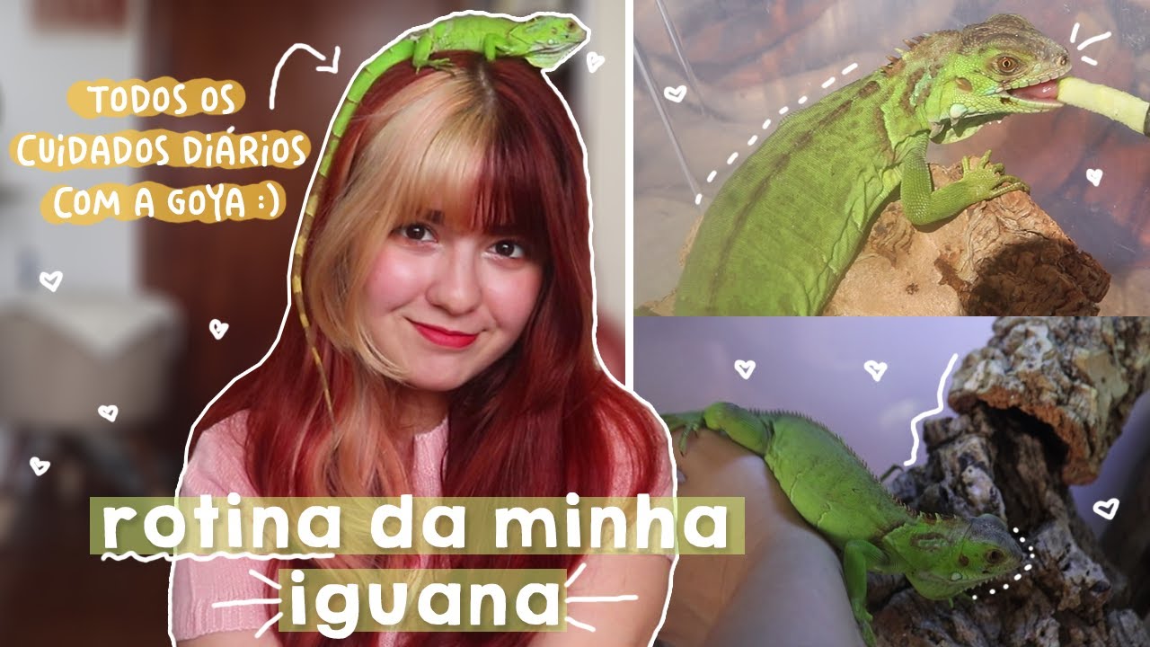 ROTINA DIÁRIA COM UMA IGUANA!