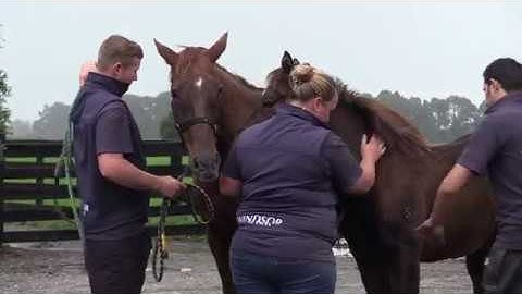 Rodney Schick on foal handling