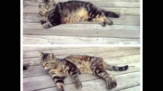 Unusual Article Uncovers The Deceptive Practices Of Kitties