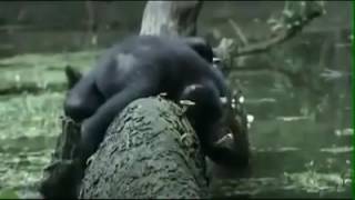 Funny Animals Behaving like Humans