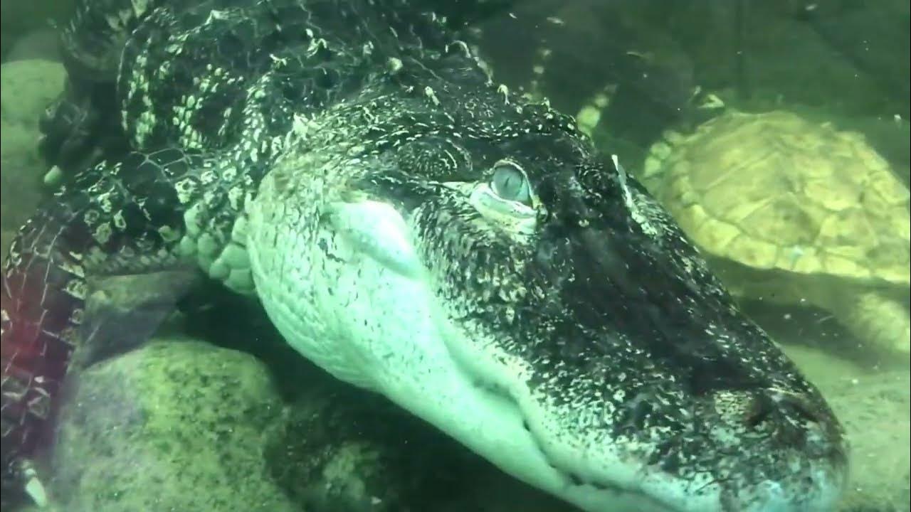 Alligator Compilation The Reptile Zoo YouTube