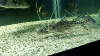 How fast do pictus catfish grow