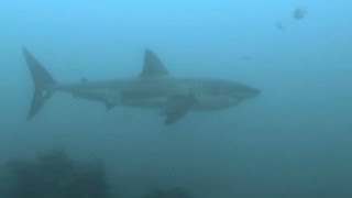 Great white sightings near Cape Cod rise, fears too Wealth
