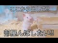 出せ出せ攻撃ハムスター‼最後疲れ切って寝落ちする姿が可愛すぎる‼