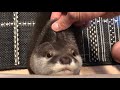 カワウソさくら 「終わり！」と言ったら「嫌だ！」と言う　 Requesting otter