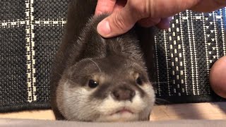 Otter Sakura says he wants to touch a lot