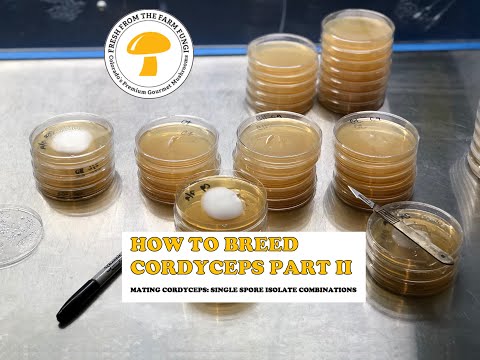 How to Breed Cordyceps Part 2: Combining single ascospore isolates