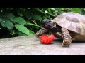 Turtle eats strawberry