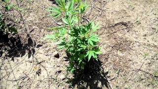 Jebz outdoor grow update