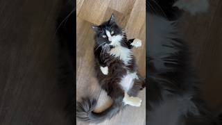 Penelope, our cute long haired tuxedo cat got adopted today!! #catvideos #cat