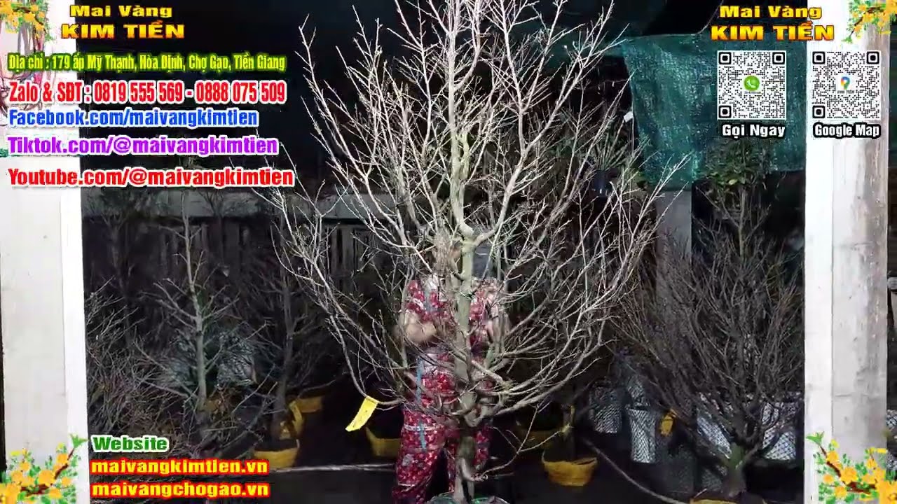 Phôi Mai Thủ Đức Giá Rẻ Bao Ship Bao Sống Toàn Quốc - Mai Vàng Kim Tiền Chợ Gạo