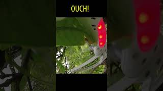 Early flight with DJI Phantom crashes into a tree