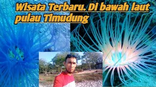 BEGINI WISATA BAWAH LAUT PULAU TIMUDUNG Terbaru