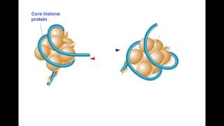 Unit6B Epigenetics