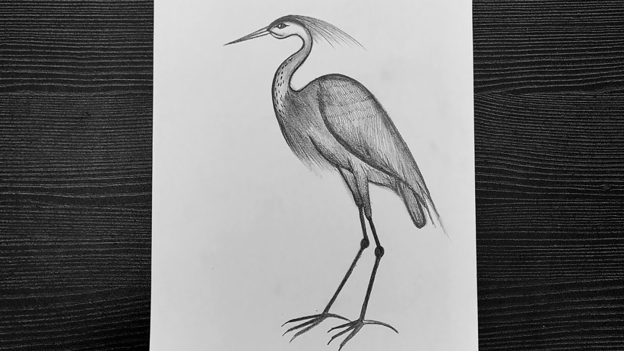 How To Draw Great Blue Heron Bird // Beautiful Bird Drawing