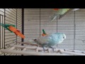 🐥 🐤 Волнистые попугаи поют, щебечут и кушают морковку