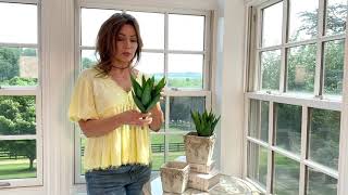 Aloe Vera