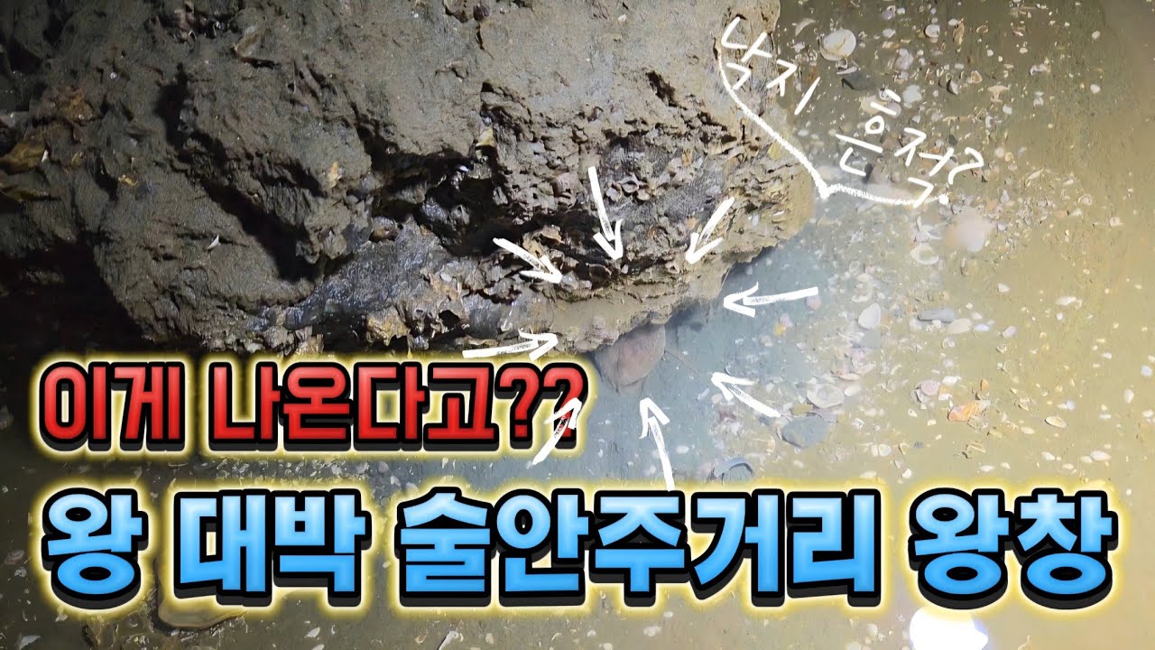 이게 얼마치야?? 술 안주거리 잡으러 바다에 가서 대박치고 왔어요!!