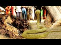 अयोध्या जिले में एक साथ गोल्डेन कोबरा और रसल वाइपर इस उपलि में कहां छिपा था।😱Cobra vs Russell Rescue