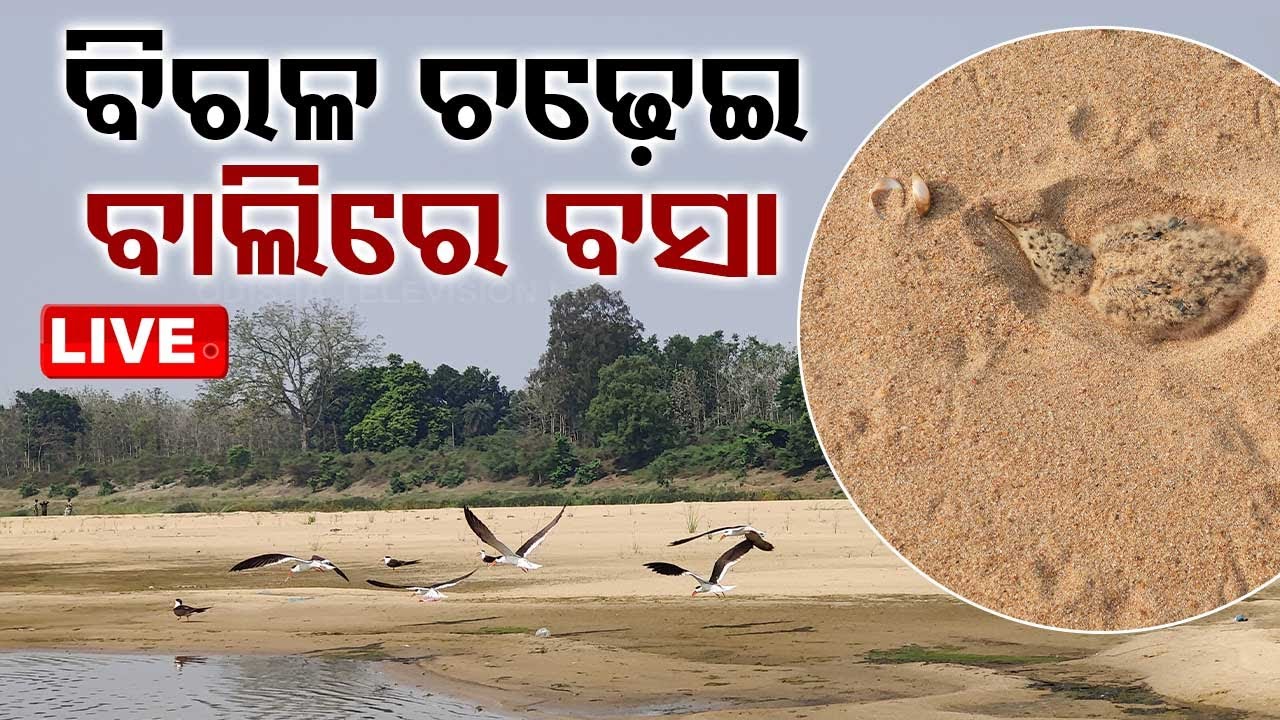 LIVE | ଆଠଗଡ଼ରେ ବିରଳ ଚଢ଼େଇ ବସା | 5th May 2024