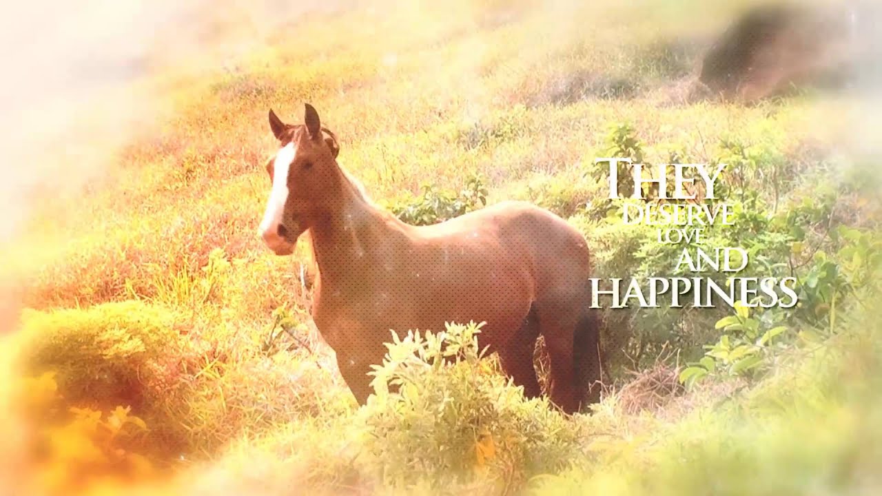 Omega Horse Rescue Can you hear them whisper to your soul? YouTube