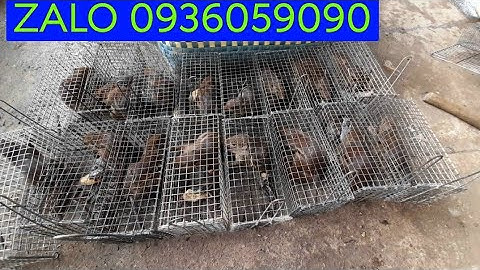 Lồng bẫy sóc. Cung cấp lồng bẫy sóc chống rỉ. Lồng bẫy sóc bông. Lồng bẫy sóc đất. Lồng bẫy sóc đỏ.