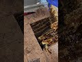 Bee rescuer finds huge hive!