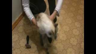 Фурминатор для кошек. Фурминатор для кошек.