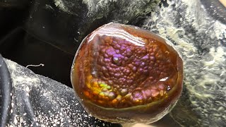 Celebrity Finishing a Windowed Stone with Fire Agate Mark Net Worth