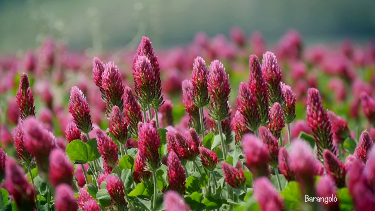 9.tv - Szandaváralja